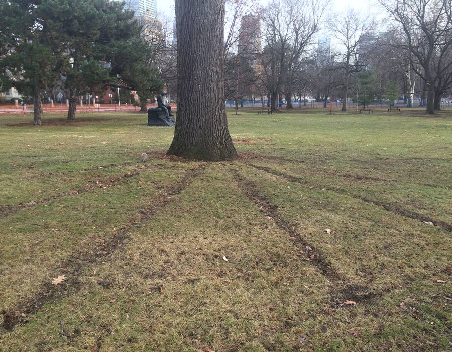 A mature tree in a public park with wear visible across its root zone